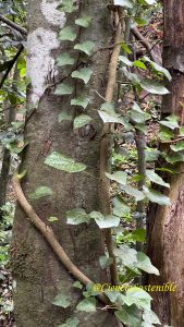 Hedera canariensis, yedra canaria liana enredada en los árboles