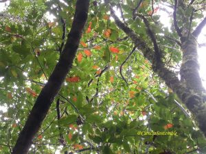 Persea indica, viñátigo con hojas rojizas