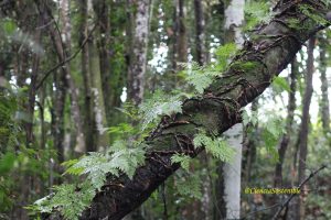 Davallia canariensis, helecho epifito en Bosque del Adelantado