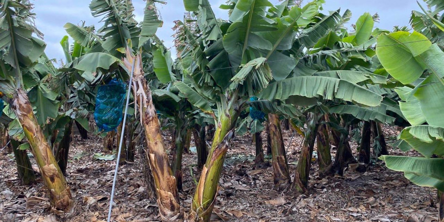 El Cabildo, a través de ITER, estudia fincas de plátanos y aguacates para optimizar los riegos en toda la isla